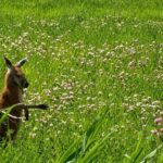 The large animal protection agency Galahad SPCA says a marsupial, as shown in this handout photo, has been on the loose on Montreal's South Shore for days. THE CANADIAN PRESS/Handout-Galahad (Mandatory Credit)